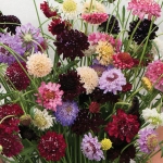 SCABIOSA SUMMER BOUQUET MIXED