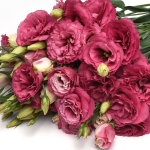 EUSTOMA CAN CAN CARMINE ROSE F1