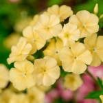 PHLOX DRUMMONDII ISABELLINA