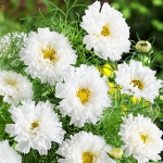 COSMOS DOUBLE BONBON SNOW PUFF