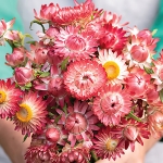 HELICHRYSUM RASPBERRY ROSE