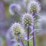 ERYNGIUM PLANUM BLUE GLITTER