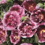 HOLLYHOCK CREME DE CASSIS