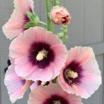 HOLLYHOCK HALO APRICOT