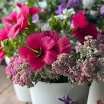 MALOPE TRIFIDA VULCAN