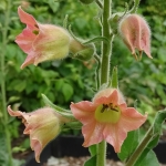 NICOTIANA PEACH SCREAMER