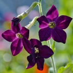 NICOTIANA PERFUME PURPLE