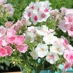 PHLOX DRUMMONDII BLUSHING BRIDE