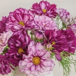 COSMOS DOUBLE BONBON VIOLET BICOLOUR