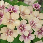 PHLOX DRUMMONDII CREME BRULEE