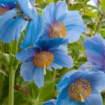 MECONOPSIS SHELDONII BLUE ICE