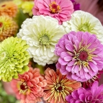 ZINNIA DREAMBOATS