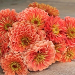 ZINNIA FLORIST SALMON ROSE F1