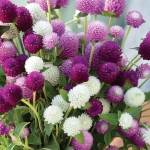 GOMPHRENA STORMY SKIES