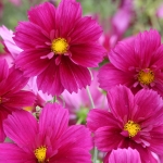 COSMOS FANDANGO