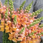 ANTIRRHINUM SWEET CANTALOUPE F1