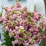 ANTIRRHINUM LAVENDER GREY F1