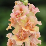 ANTIRRHINUM DOUBLE SHOT PEACH F1