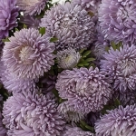 ASTER MOONSTONE