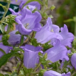 CAMPANULA CHAMPION I LAVENDER F1