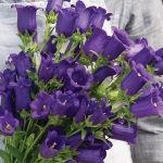 CAMPANULA CHAMPION II DEEP BLUE F1