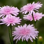 CREPIS RUBRA