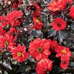 DAHLIA BLACK FOREST RUBY