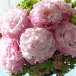 EUSTOMA CORELLI SUGOI LIGHT PINK III