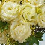 EUSTOMA CORELLI SUGOI YELLOW III