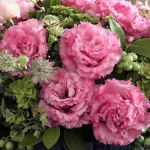 EUSTOMA CORELLI SUGOI DEEP PINK III