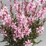 GAURA EMMELINE PINK BOUQUET