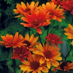 HELIOPSIS BLEEDING HEARTS