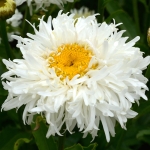 LEUCANTHEMUM CRAZY DAISY