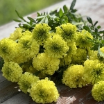 MARIGOLD NOSENTO LIME GREEN F1