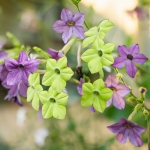 NICOTIANA SWIRLING SEAS