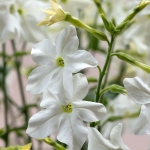 NICOTIANA SIRIUS WHITE