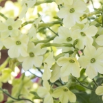 NICOTIANA SIRIUS LIME