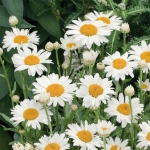 LEUCANTHEMUM BRIGHTSIDE