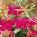 NICOTIANA SIRIUS DEEP ROSE