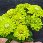 ZINNIA FLORIST LIME F1