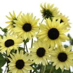 HELIANTHUS SOLUNA CREAM