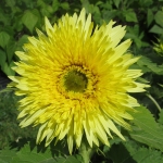 HELIANTHUS LEMON CUTIE