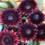 HELIANTHUS PRO CUT RED