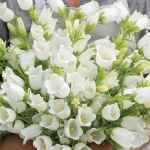 CAMPANULA CHAMPION I WHITE F1