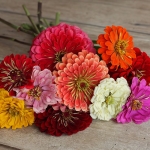 ZINNIA FLORIST SUMMER BOUQUET MIXED F1