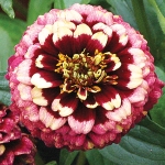 ZINNIA AZTEC BURGUNDY BICOLOUR