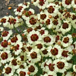 COREOPSIS CORUSCO CREAM RED