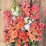 ANTIRRHINUM MADAME BUTTERFLY PEACHES & CREAM F1