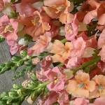 ANTIRRHINUM CHANTILLY DELIGHT MIXED