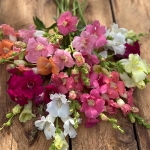 ANTIRRHINUM CHANTILLY MIXED F1